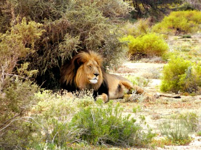 Inverdoorn Safari – Lion