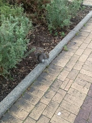 Squirrel in Cape Town
