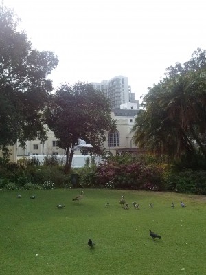 Birds in Cape Town