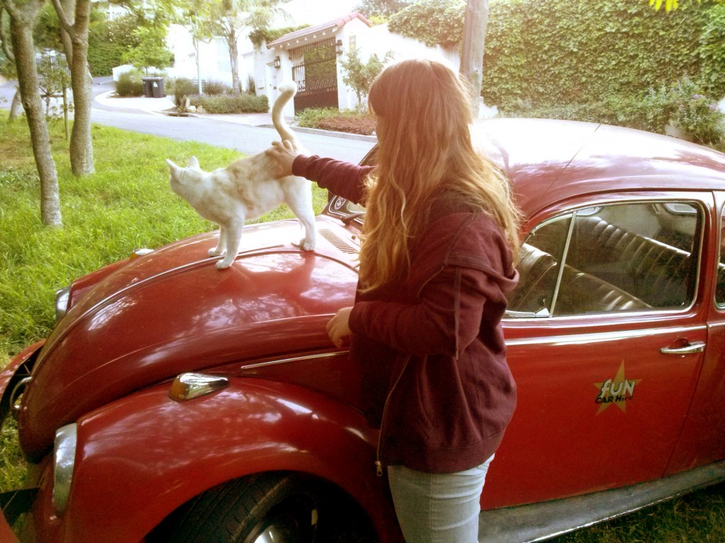 Cuddling the Cat on the red beetle