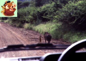 Timon and Pumbaa seen in real life jungle
