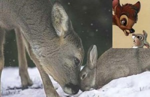 Bambi and Thumper in real life