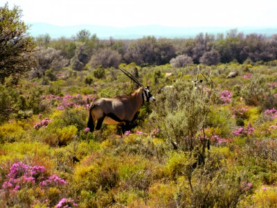 Inverdoorn Safari – Springbok