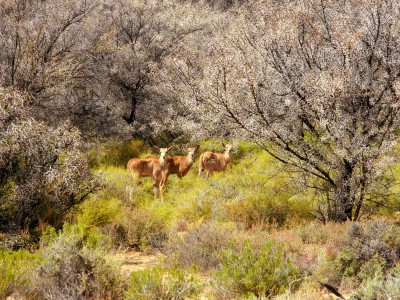Inverdoorn Safari – Springbok