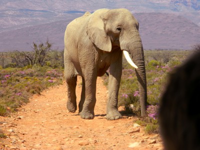 Inverdoorn Safari – Elephant