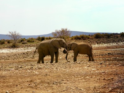 Inverdoorn Safari – Elephant