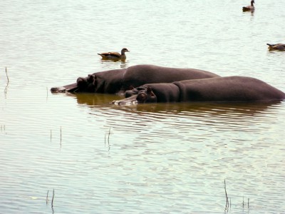 Inverdoorn Safari – Hippo