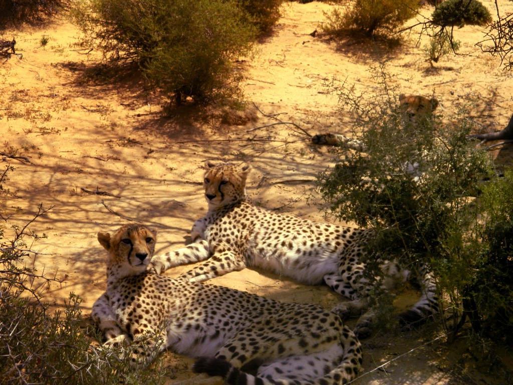 Inverdoorn Safari – Sheeta