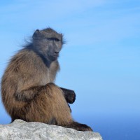 Cape Point Baboon