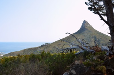 Lions head from Table Mountain