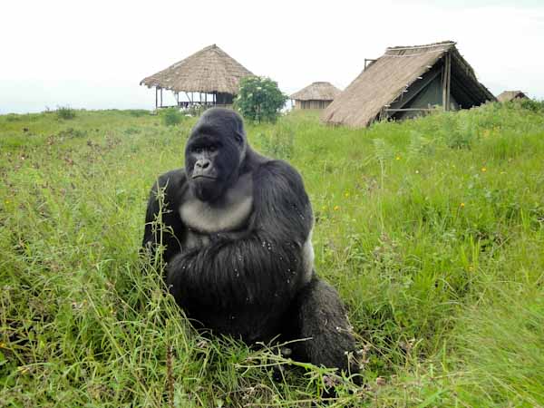 Rugendo in bukima