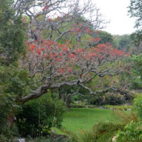 botanical garden kirstenbosch