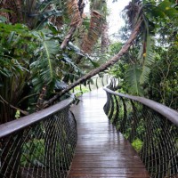 botanical garden kirstenbosch