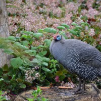 botanical garden kirstenbosch